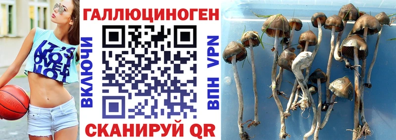 Псилоцибиновые грибы MAGIC MUSHROOMS  mega сайт  Пикалёво  закладка 